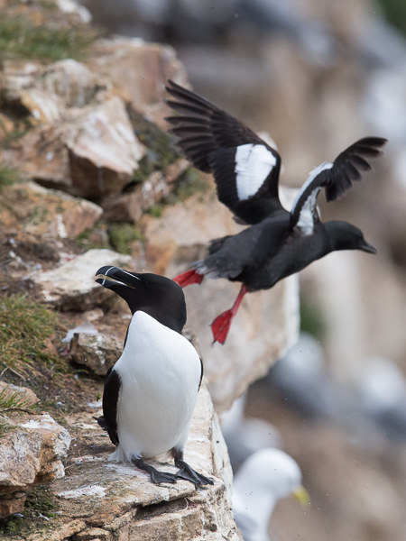 Ruokki, Razorbill, Alca torda